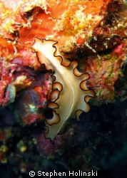 Flatworm, "flying" up a wall in Thailand by Stephen Holinski 